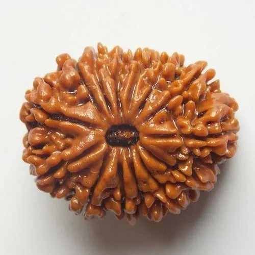 14 Face Rudraksh - Image 3