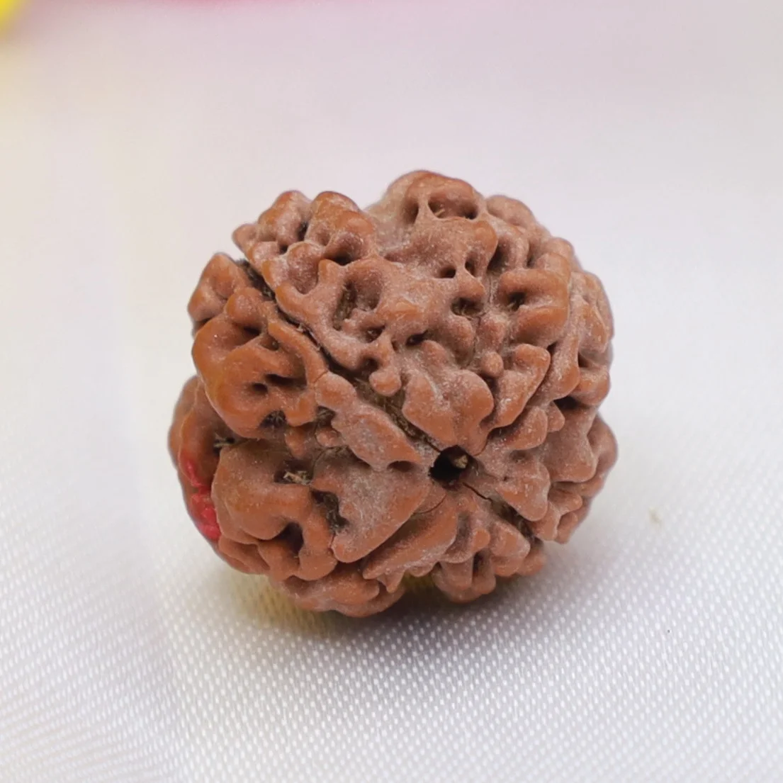 4 Face Rudraksh - Image 3