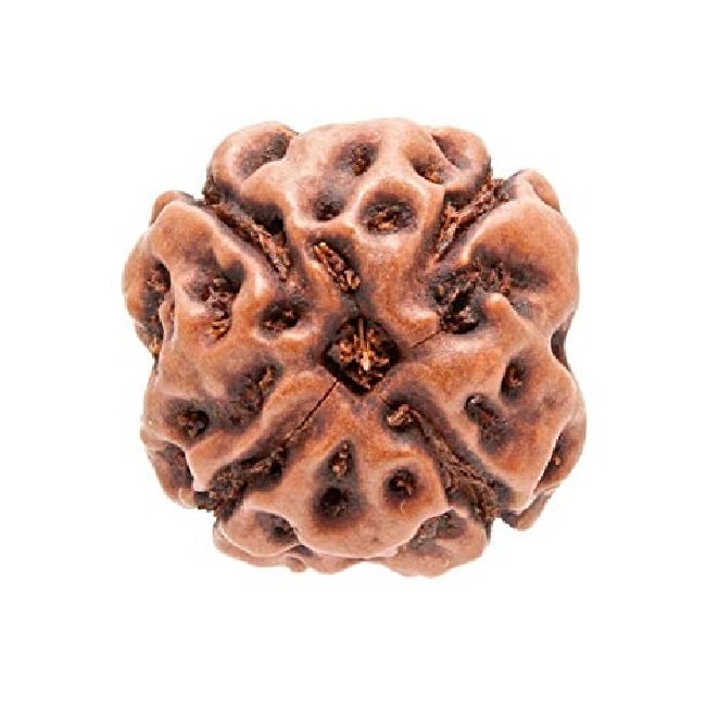 4 Face Rudraksh - Image 2