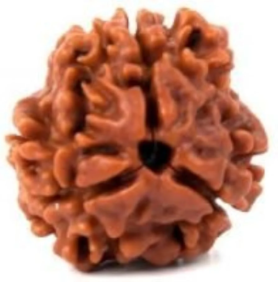 3 Face Rudraksha - Image 2