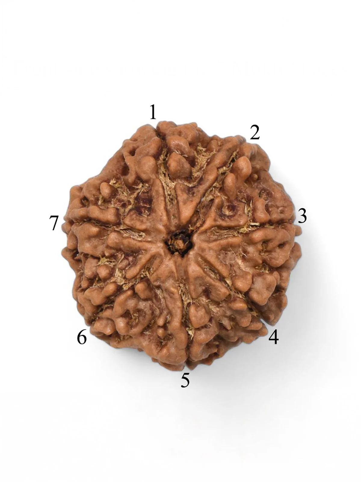 7 Face Rudraksh Mala - Image 3