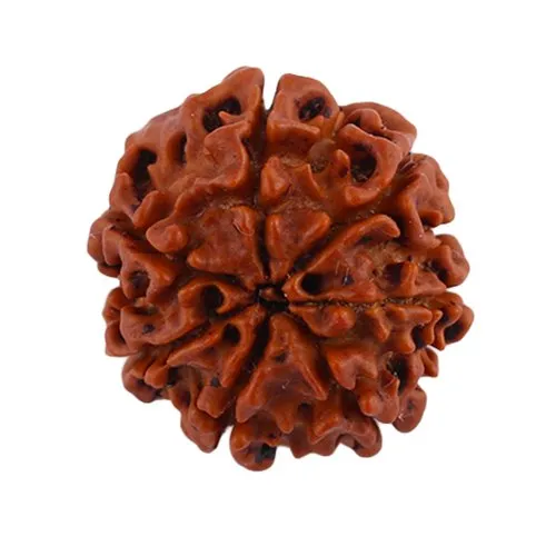 7 Face Rudraksh - Image 2