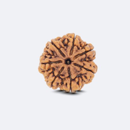 7 Face Rudraksh - Image 3