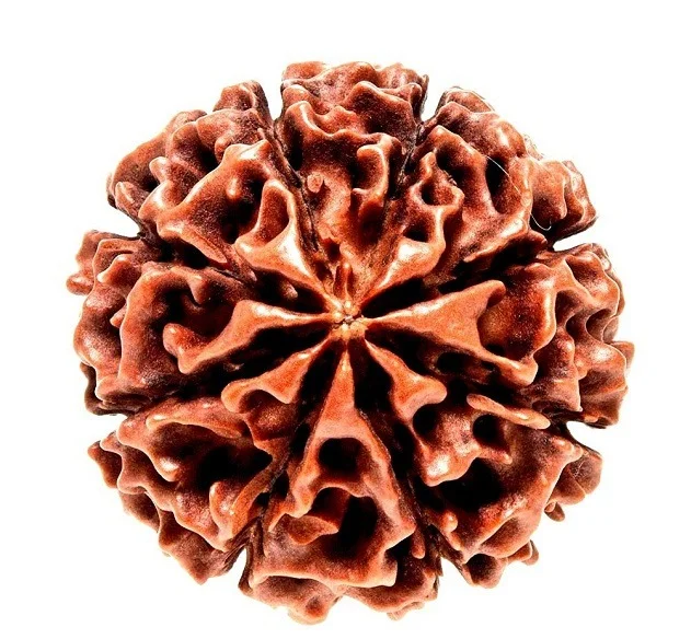 8 Face Rudraksh - Image 3