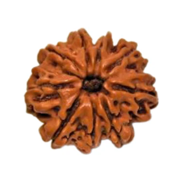 9 Face Rudraksh - Image 3