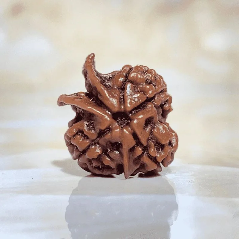 5 Face Rudraksh(Ganesh) - Image 2