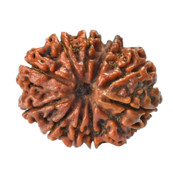 11 Face Rudraksh - Image 3