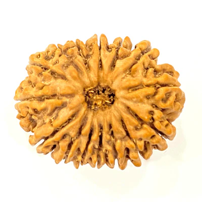 15 Face Rudraksh - Image 2